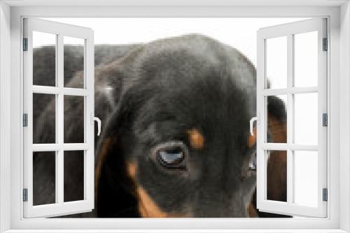 Fototapeta Naklejka Na Ścianę Okno 3D - Portrait of black puppy dachshund with sad look over white backg