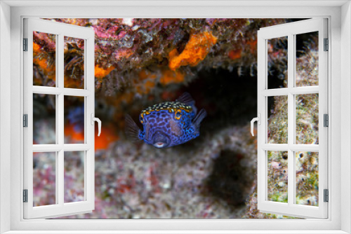 Fototapeta Naklejka Na Ścianę Okno 3D - Boxfish close-up. Similan islands. Andaman sea. Thailand.