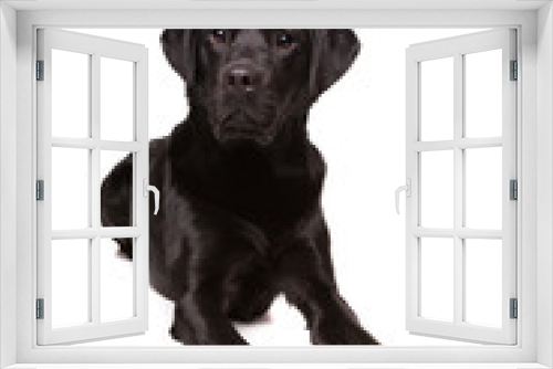 Fototapeta Naklejka Na Ścianę Okno 3D - black Labrador retriever