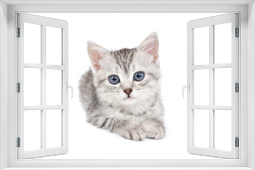 Fototapeta Naklejka Na Ścianę Okno 3D - Little Grey Kitten isolated on white