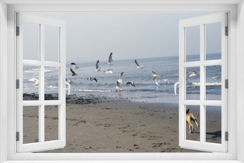 Fototapeta Naklejka Na Ścianę Okno 3D - Dog running and chasing seagulls on te coastline
