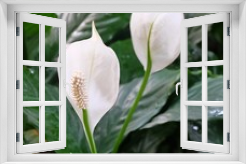 Fototapeta Naklejka Na Ścianę Okno 3D - Garden of Anthurium Flowers or Flamingo Flowers