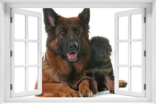 Fototapeta Naklejka Na Ścianę Okno 3D - puppy and adult german shepherd