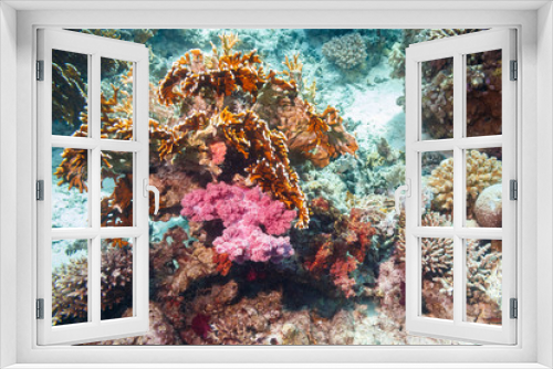 Fototapeta Naklejka Na Ścianę Okno 3D - Beautiful coral at the bottom of the red sea.