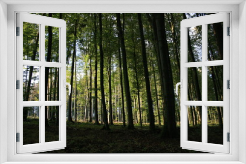 Fototapeta Naklejka Na Ścianę Okno 3D - Grüner Wald im Sommer