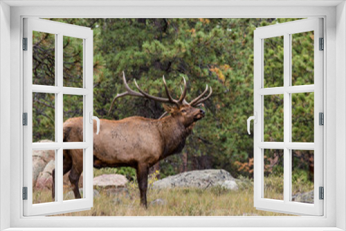 Fototapeta Naklejka Na Ścianę Okno 3D - Bull Elk, Rocky Mountain National Park, CO