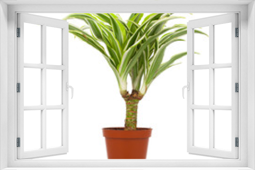 Fototapeta Naklejka Na Ścianę Okno 3D - Dracaena in a pot on a white background