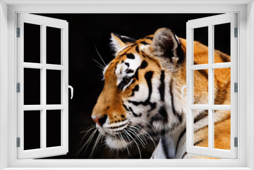 Fototapeta Naklejka Na Ścianę Okno 3D - tiger
