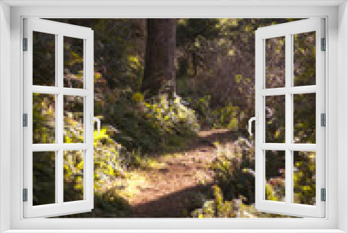 Fototapeta Naklejka Na Ścianę Okno 3D - Red Woods | Hiking Trail