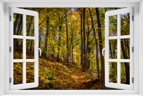 Fototapeta Naklejka Na Ścianę Okno 3D - Autumn Forest of Maple and Oak Trees 