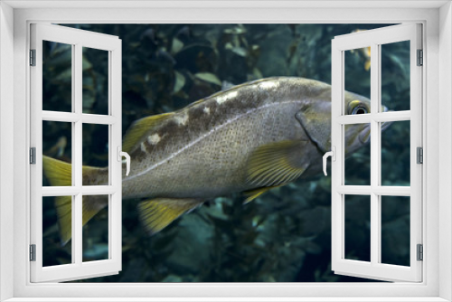 Fototapeta Naklejka Na Ścianę Okno 3D - Fish Largemouth bass (Micropterus salmoides) ,close up detail