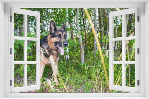 Fototapeta Naklejka Na Ścianę Okno 3D - Dog german shepherd and grass around in a summer