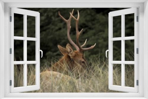 Fototapeta Naklejka Na Ścianę Okno 3D - Roosevelt Elk