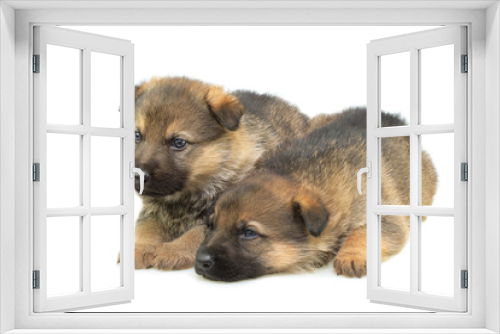 Fototapeta Naklejka Na Ścianę Okno 3D - Germany sheep-dogs puppys