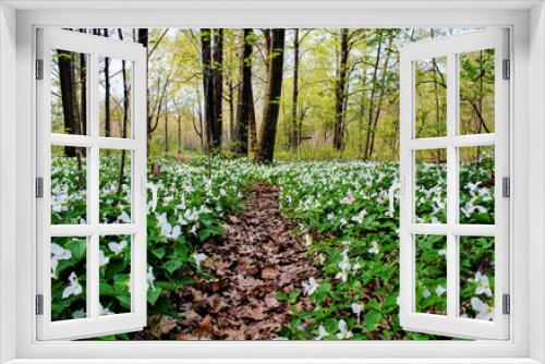 Fototapeta Naklejka Na Ścianę Okno 3D - Spring Panoramic Landscape. Trillium line a forest trail as spring arrives to the Great Lakes Region. Trillium are the official wildflower of Ohio and Ontario. Lakeport, Michigan.