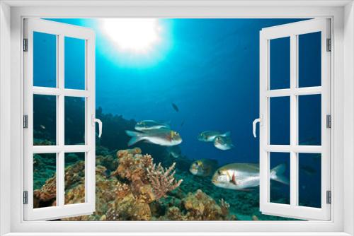 Fototapeta Naklejka Na Ścianę Okno 3D - bigeye emperor, coral and ocean