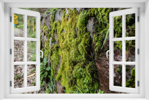 Fototapeta Naklejka Na Ścianę Okno 3D - Moss Wall