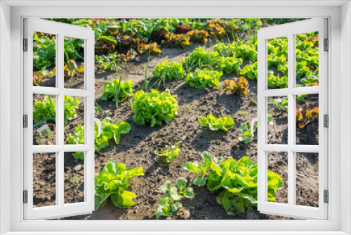 Fototapeta Naklejka Na Ścianę Okno 3D - Fresh young green and red lettuce plants on a sunny vegetable garden patch