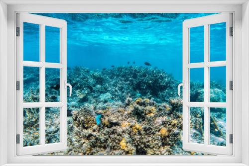 Fototapeta Naklejka Na Ścianę Okno 3D - Underwater coral reef and fish in Indian Ocean, Maldives.
