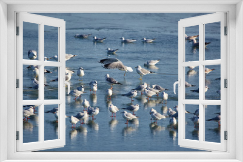 Fototapeta Naklejka Na Ścianę Okno 3D - Nursery of water birds on a frozen river