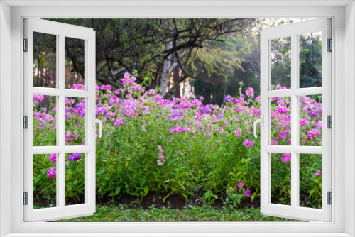 Fototapeta Naklejka Na Ścianę Okno 3D - Madagascar periwinkle,Vinca flower in garden