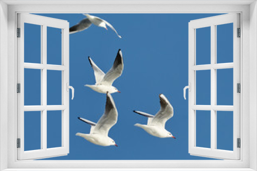 Fototapeta Naklejka Na Ścianę Okno 3D - Black headed gulls flying