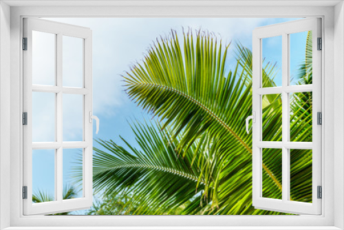 Fototapeta Naklejka Na Ścianę Okno 3D - coconut leaf on blue sky