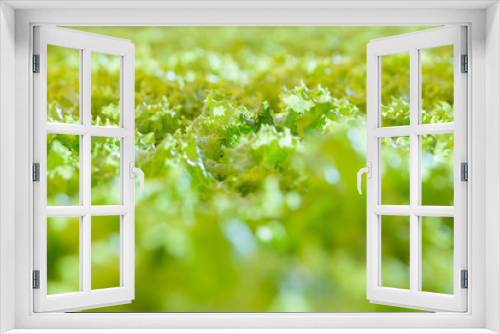 Fototapeta Naklejka Na Ścianę Okno 3D - Green salad growing in greenhouse. close up