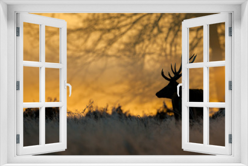 Fototapeta Naklejka Na Ścianę Okno 3D - Deers