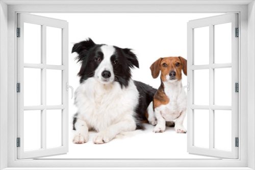 Fototapeta Naklejka Na Ścianę Okno 3D - border collie and a dachshund piebald