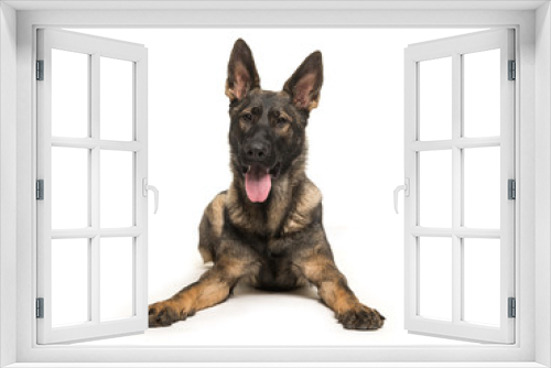 Fototapeta Naklejka Na Ścianę Okno 3D - German shepherd lying on the floor seen from the front with tongue sticking out facing the camera isolated on a white background