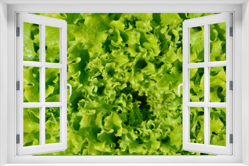 Fototapeta Naklejka Na Ścianę Okno 3D - The head of green lettuce