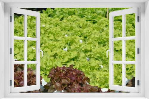 Fototapeta Naklejka Na Ścianę Okno 3D - The head of green lettuce