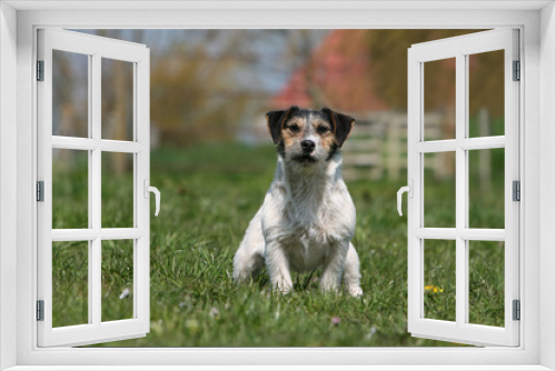 Fototapeta Naklejka Na Ścianę Okno 3D - jack russel terrier adulte assis de face montant la garde