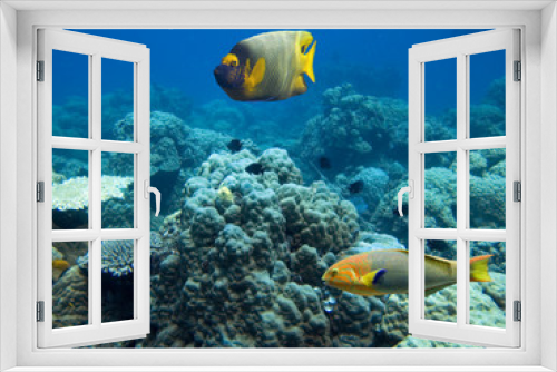 Fototapeta Naklejka Na Ścianę Okno 3D - Reeffishes