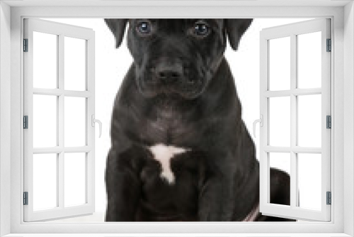 Fototapeta Naklejka Na Ścianę Okno 3D - American Pit Bull Terrier puppy on a black background