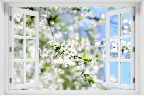 Fototapeta Naklejka Na Ścianę Okno 3D - blooming white cherry