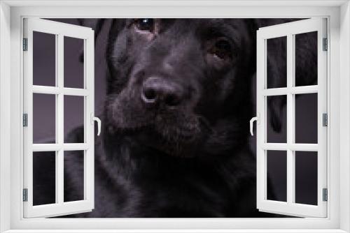 Fototapeta Naklejka Na Ścianę Okno 3D - Labrador retriever puppy, dogs, black background