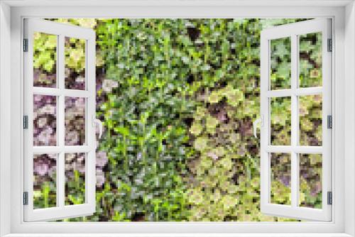 Fototapeta Naklejka Na Ścianę Okno 3D -  plants in a  botranical garden