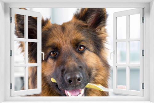 Fototapeta Naklejka Na Ścianę Okno 3D - Dog holding toothbrush in mouth