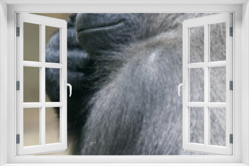 Fototapeta Naklejka Na Ścianę Okno 3D - Western Lowland Gorillas