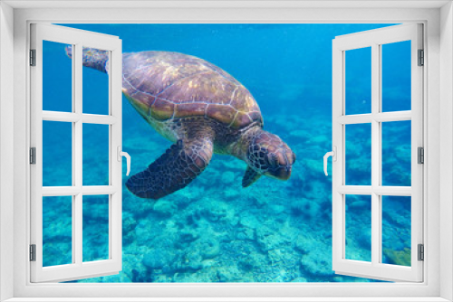 Fototapeta Naklejka Na Ścianę Okno 3D - Sea turtle in deep blue water.