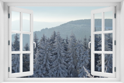 Fototapeta Naklejka Na Ścianę Okno 3D - Tannen im Winter / Fir trees in winter ( Abies )