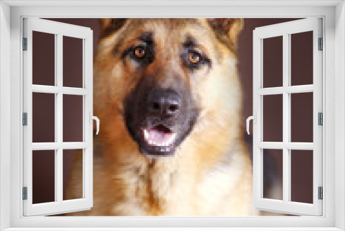 Fototapeta Naklejka Na Ścianę Okno 3D - German sheepdog portrait in studio