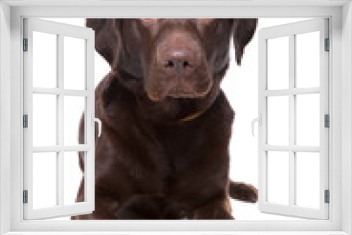 Fototapeta Naklejka Na Ścianę Okno 3D - chocolate labrador