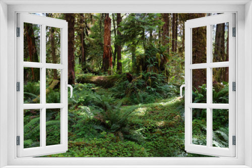 Fototapeta Naklejka Na Ścianę Okno 3D - Hoh rain Forest