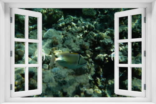 Fototapeta Naklejka Na Ścianę Okno 3D - Underwater world of the Red sea