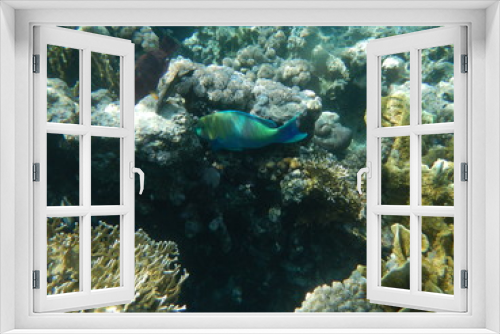 Fototapeta Naklejka Na Ścianę Okno 3D - Underwater world of the Red sea