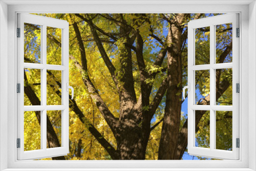 Fototapeta Naklejka Na Ścianę Okno 3D - Trees during autumn