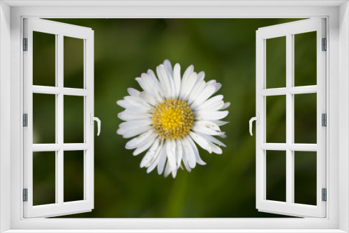 Fototapeta Naklejka Na Ścianę Okno 3D - Daisy